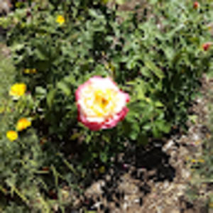 Meet your Posher, Daytona